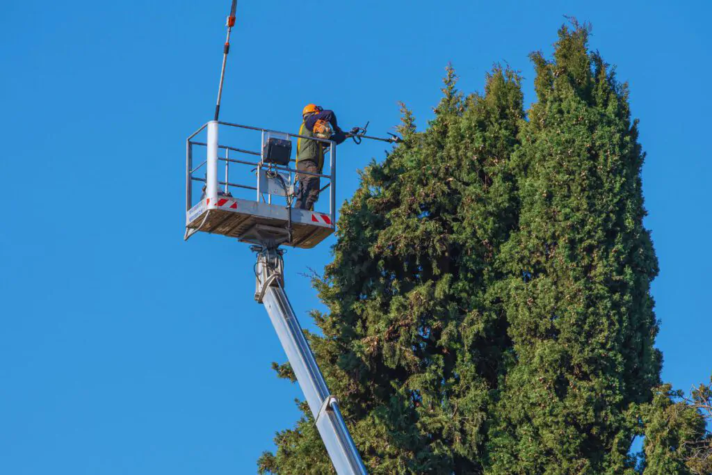 tree pruning