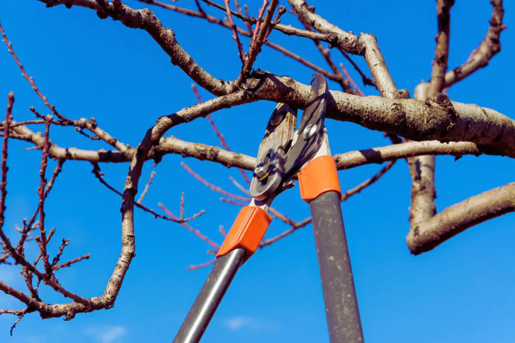 pruning tree by starting with dead or damaged branches