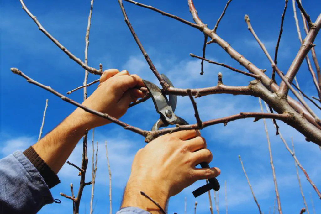 Tree pruning