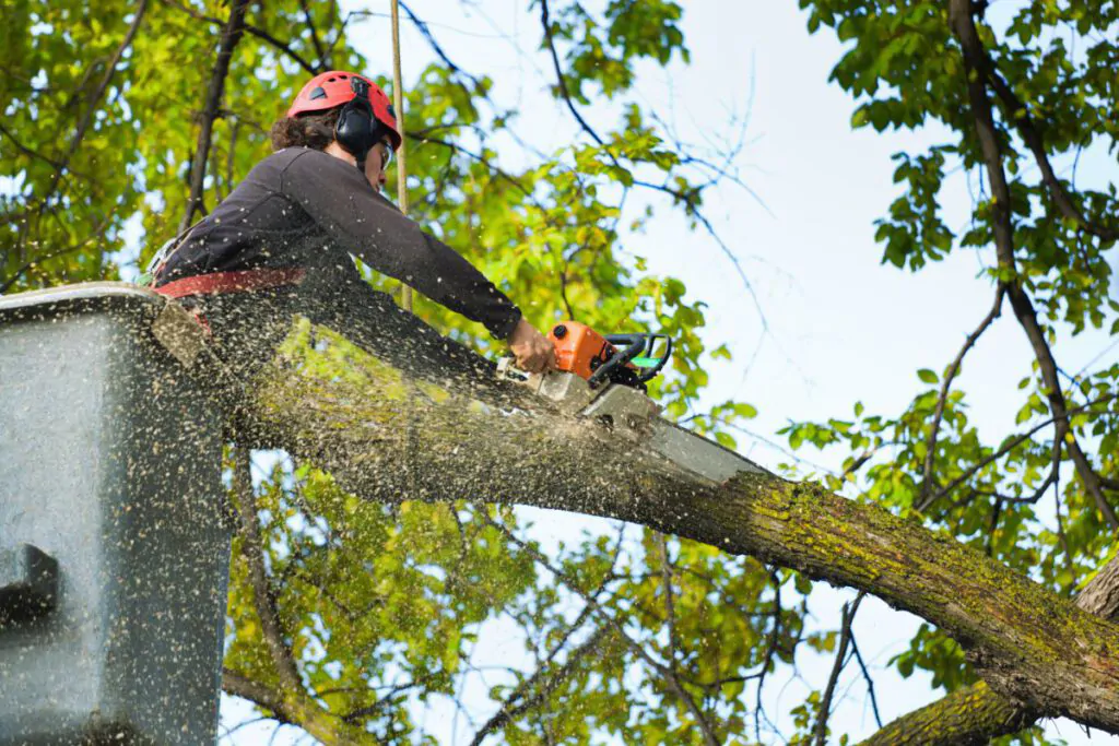 Arborist tree pruning service working on high branches