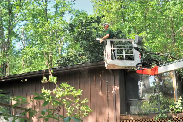 arborist remove branch to avoid property damage