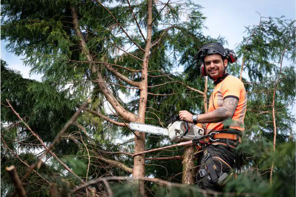 Contact Our Professional Tree Removal Contractors