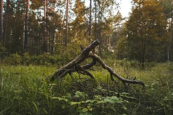 fallen tree branch surrounded with shrubs