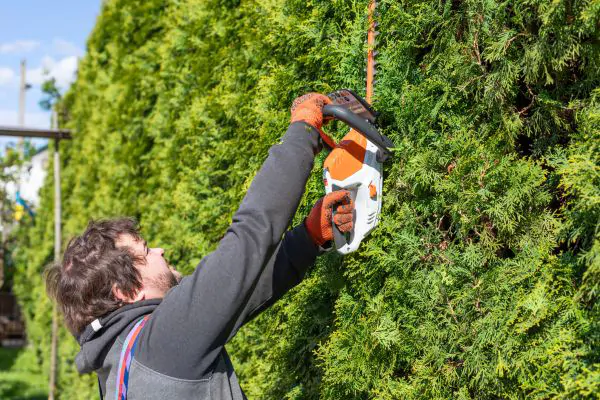A Man Trims the high Hedges with an Electric Hedges Trimmer