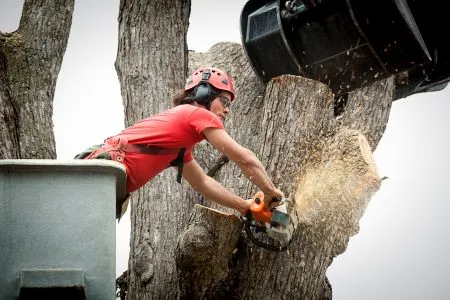 tree removal arborist working on trunk with heavy equipment